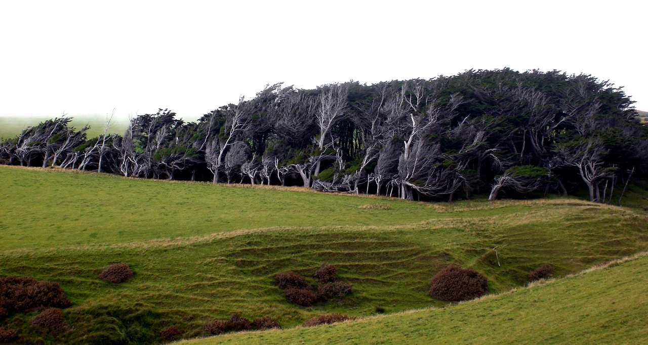 New Zealand (2010) - South Island - Curio Bay - Petrified Forest